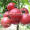 Best Selling Hybrid Early Maturity Pink Tomato Seeds
