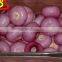 high quality hot sale onion peeler