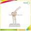 Vivid Bone Joint Elbow Model