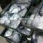 new seafrozen moonfish (Mene maculata)