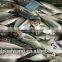 Frozen horse mackerel fish whole round with size 50 - 70 g