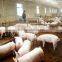 Probiotics for pigs and chicken drinking additive