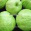 Pink ,White Guava Export in India