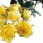 Fresh Cut Flower Rose/Flower Rose/Rose Flower for Wholesale