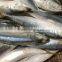 New Stock BQF WR Frozen Fish Mackerel 150g