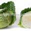 FRESH CABBAGE NEW CROP WITH DELICIOUS TASTE AND COMPETITIVE PRICE