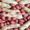 Red Skin Peanut Bold 50-60