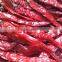 Best Quality Indian Dried Red Chilli for Distributor & Wholesalers