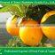 best price navel orange from Jiangxi area China