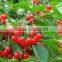 High Quality Cherry Seeds For Sale Very Delicious Fruit Tree Seeds
