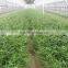 High Quality Moso Bamboo Seeds For Sowing High Economic Value