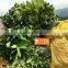 Shaddock Fruit Trees