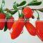 chinese gouqi berries dry herbal tea protect liver and kidneys