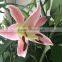 Wholesale Fragrant fresh lily various lily flowers single stem lily flower from China