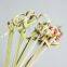 7'' Green Knotted Bamboo Disposable Skewer Picks