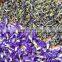 Organic Dried Blue Butterfly Pea Flower/Competitive Price High Quality Dried Butterfly Pea Flower