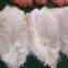 Ostrich Feather From China For Wholesale