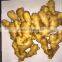 new crops Chinese fresh ginger from professional factory