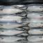 frozen mackerel