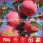 Healthy and Nutritious Fresh Red Fuji Apple
