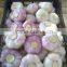 Importer to buy fresh garlic from Egypt with good quality and cheaper price