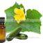 Widely Used Natural Cucumber Oil Available for Bulk Purchase