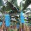 Plastic Weave water proof tarpaulin for irrigation