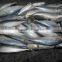 Pacific mackerel