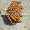 Latest crop for bird feed red millet spray with Bird Feeding