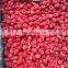 2020 Season Frozen Raspberry IQF Fruits and Frozen Raspberry