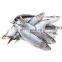 frozen sardine fish Sardinella Longiceps for bait and canning