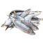 BQF frozen sardine bait frozen sardine for bait frozen sardine for fishing