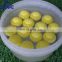 Brand New Colorful Floating Water Soluble Golf Ball