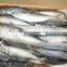 High quality WR frozen Scomber japonicus mackerel 250-300g