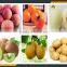 Leader middle fruit peeling machine for dichroa pomelo, orange, lemon