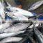 Frozen Pacific Mackerel