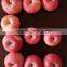 2015 New Crop Chinese Apple Fuji Apple Fresh Apple
