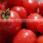 Tomato Paste