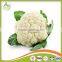 2017 new crop fresh cauliflower