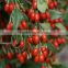 export goji berries 100% natural high Quantity 2015 new crop medlar/LYCIUM BARBARUM goji berries for sale