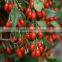 Wolfberry 2015 New China biggest trading ningxia organic goji berries 100% Natural 2x 5kg certificate goji berry