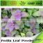 professional supplier pure organic Folium perilla leaf powder