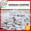 China adenium snow white pumpkin seeds
