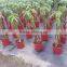 Indoor Potted 5- braids Pachira Aquitica money tree bonsai