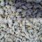 IQF delicious paphia undulata frozen clam meat shell off