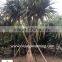 Pandanus Utilis high 4-5m