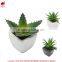 Hot sale miniascape of aloe vera mini plant for office supply