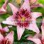 Lilium Asiatic