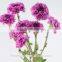 Small Chrysanthemum Spryed Head Purple Flowers Wholesale