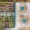 plastic seed trays/cell seed tray
